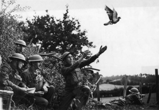 -piccione-viaggiatore-seconda-guerra-mondiale